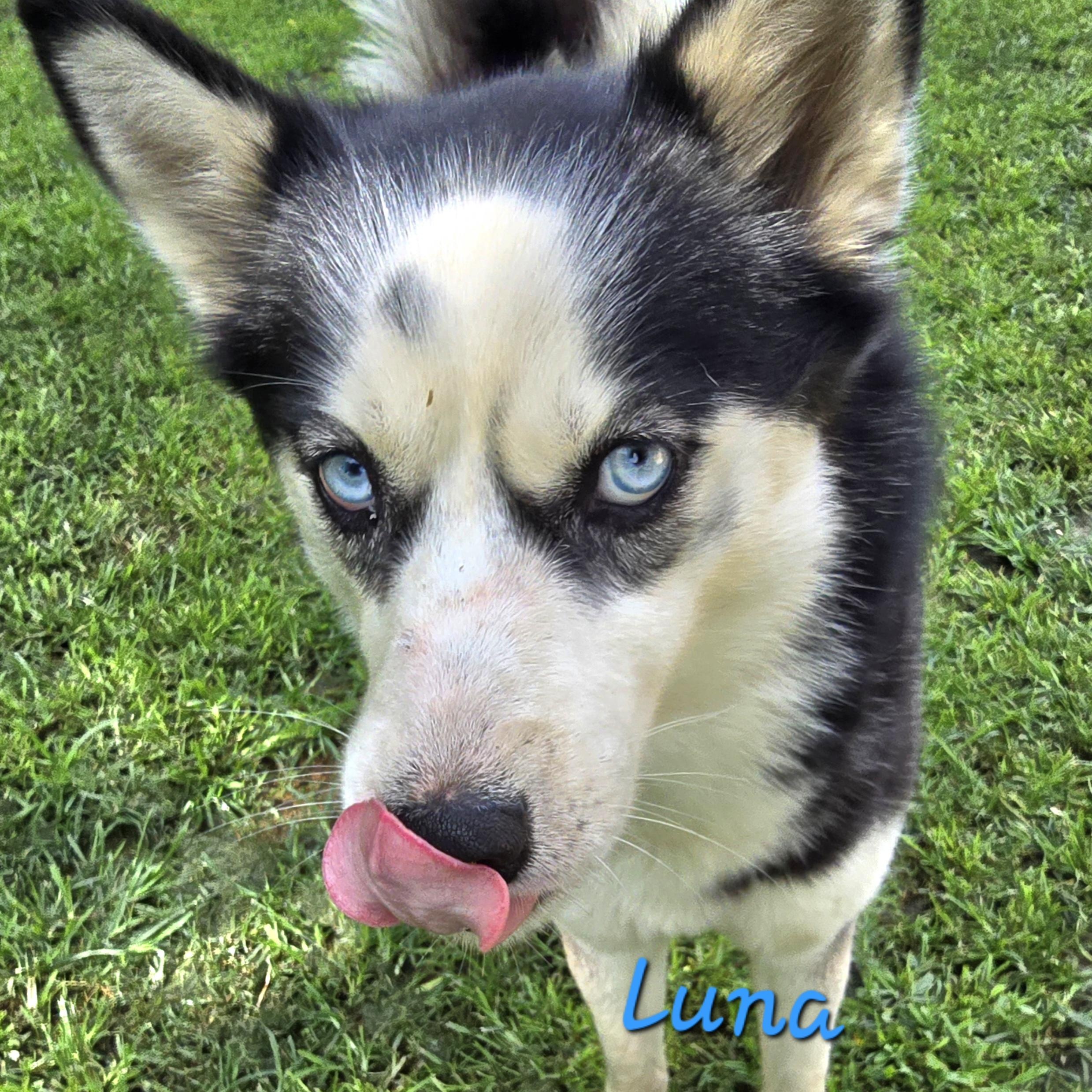 LUNA, a Adoptable Siberian Husky in Athens, AL image 5/6