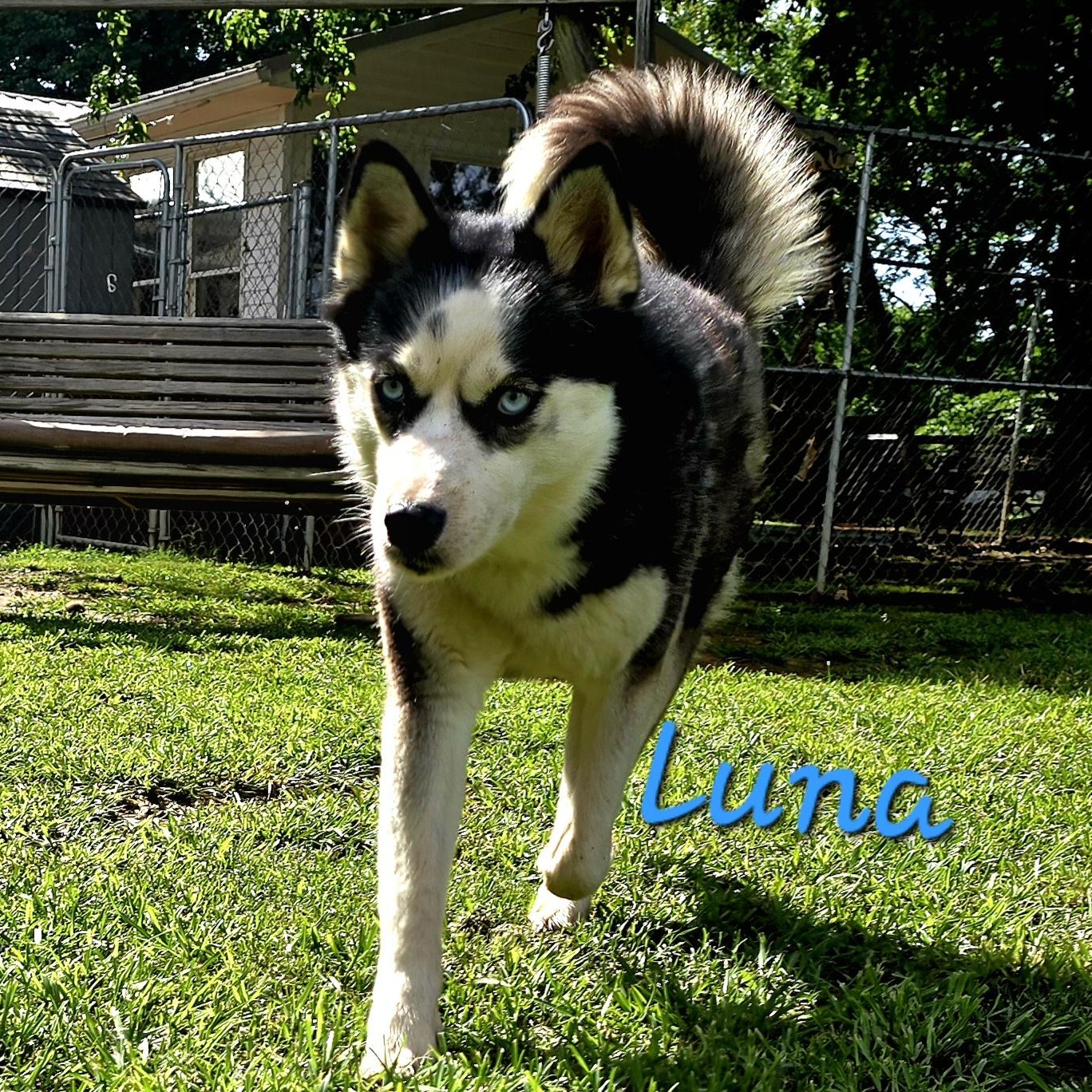 LUNA, a Adoptable Siberian Husky in Athens, AL image 2/6
