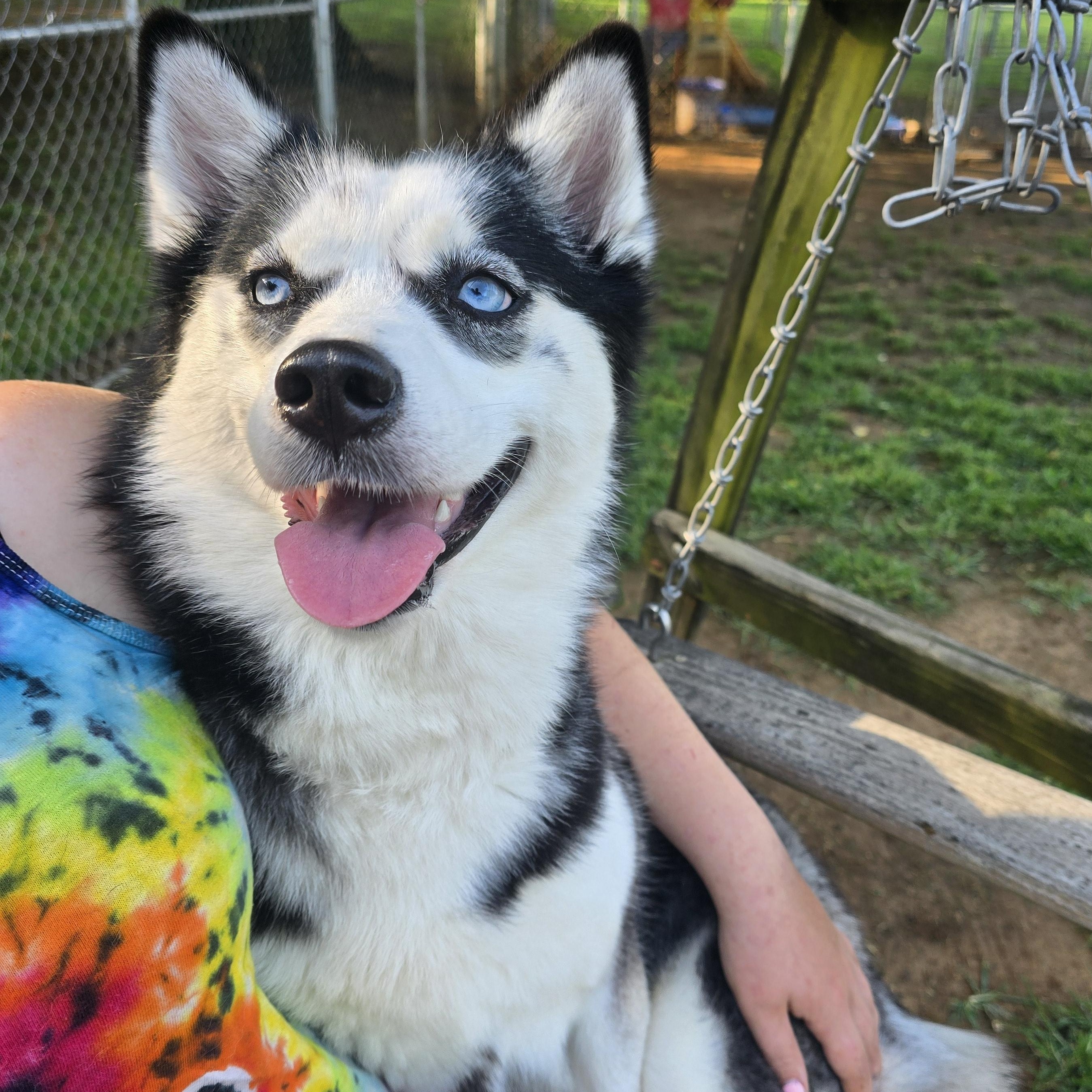 LUNA, a Adoptable Siberian Husky in Athens, AL image 3/6