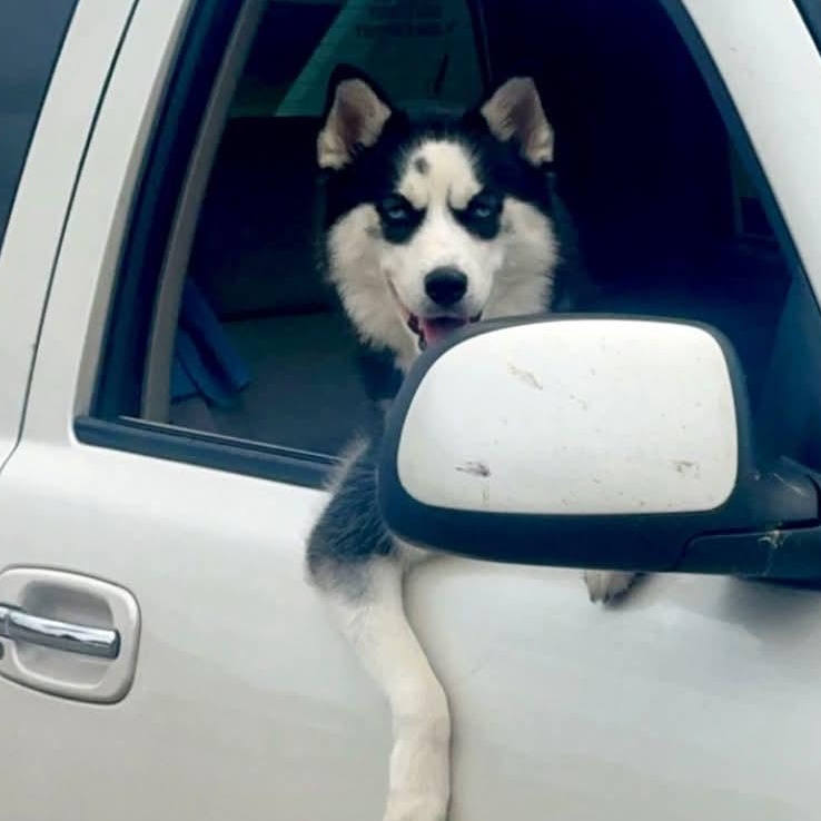 LUNA, Adoptable, Young Female Siberian Husky.