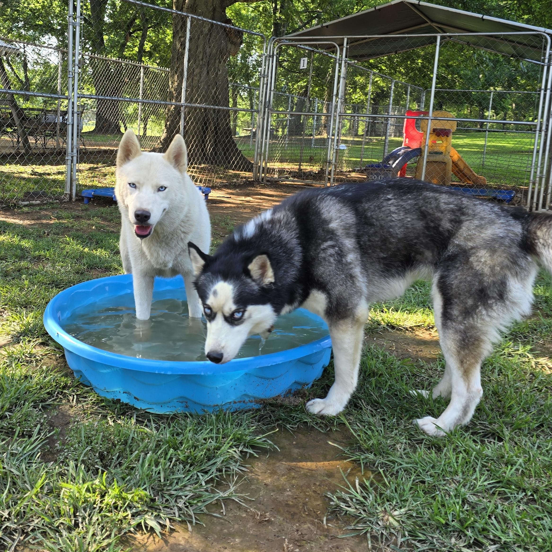 LUNA, a Adoptable Siberian Husky in Athens, AL image 6/6