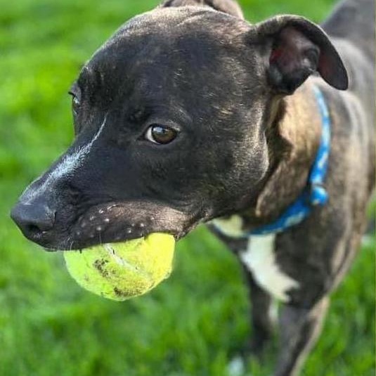 MARVIN - Needs a forever home!