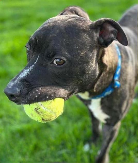 MARVIN - Needs a forever home!, an adoptable Terrier in Birmingham, MI, 48012 | Photo Image 3