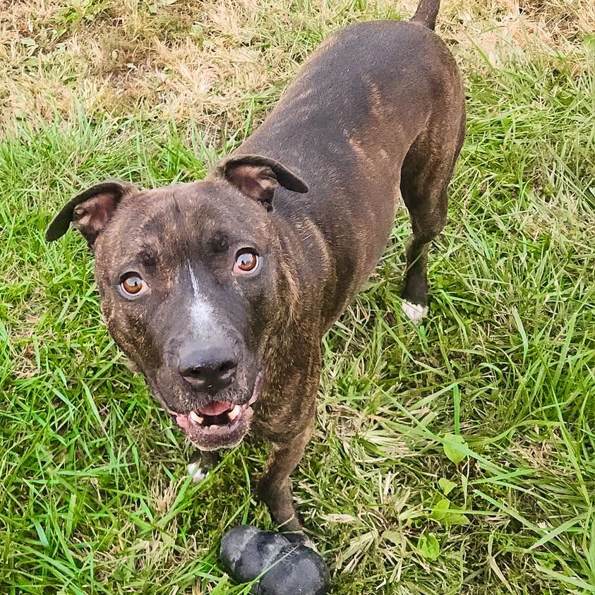 MARVIN - Needs a forever home! — thumbnail 2