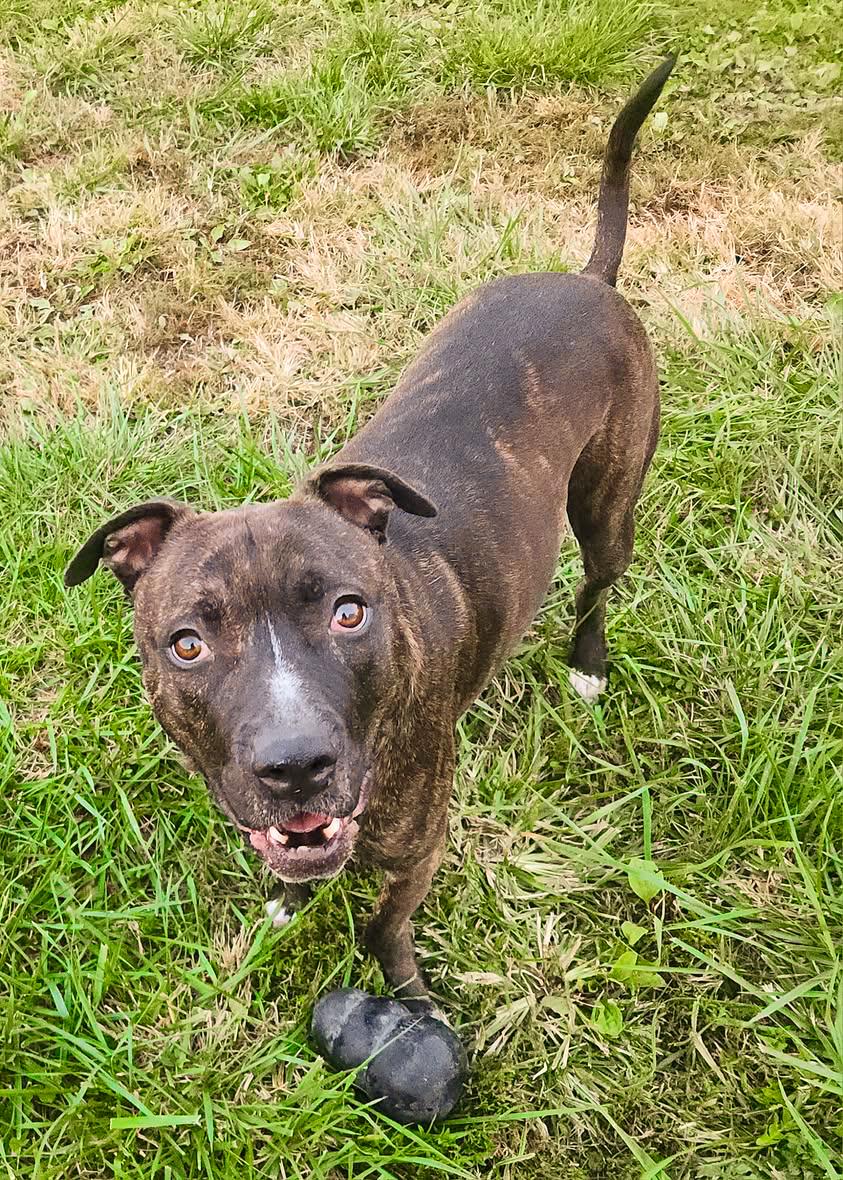 MARVIN - Needs a forever home!, an adoptable Terrier in Birmingham, MI, 48012 | Photo Image 6
