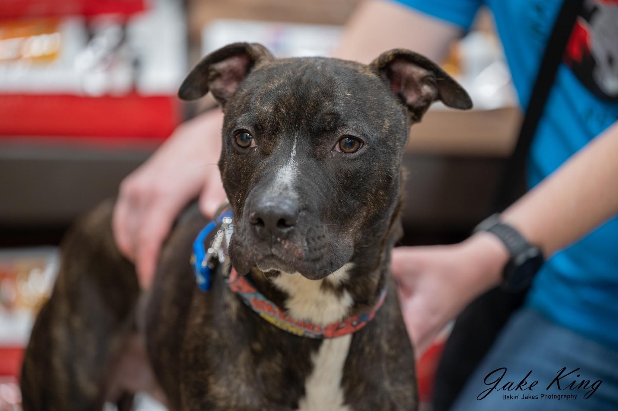 MARVIN - Needs a forever home!, an adoptable Terrier in Birmingham, MI, 48012 | Photo Image 2