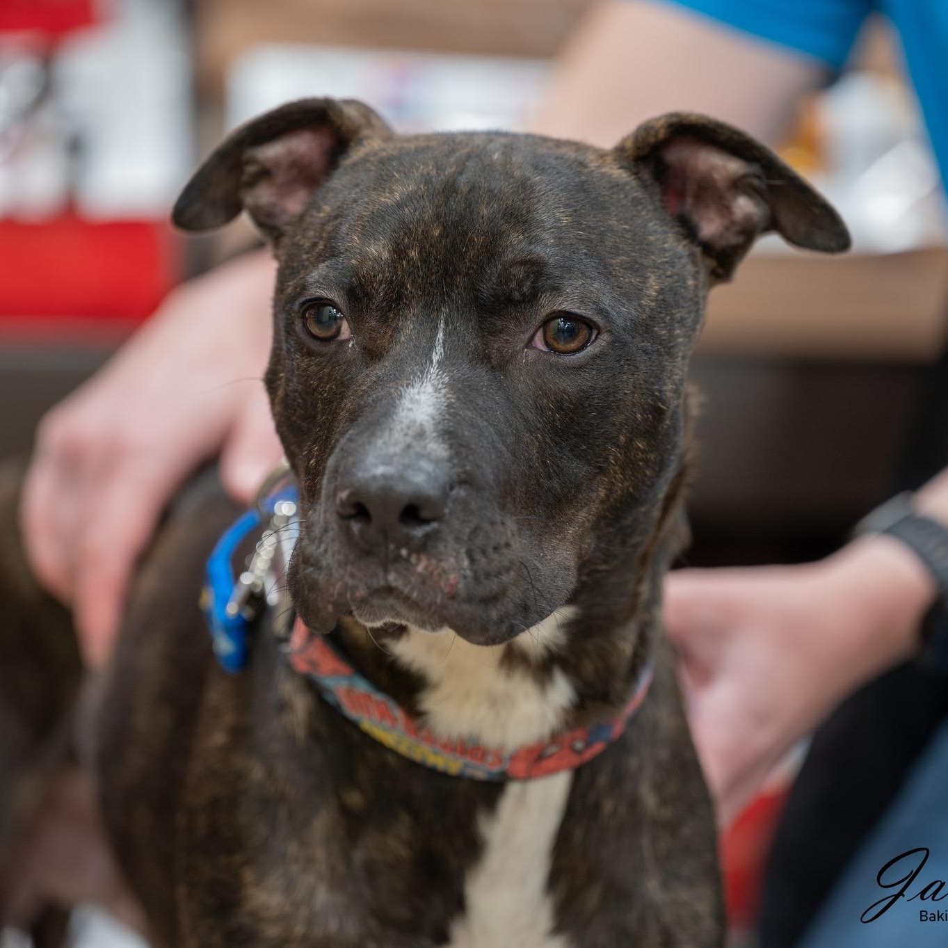 MARVIN - Needs a forever home!, a Adoptable mixed breed in Birmingham, MI image 1/6