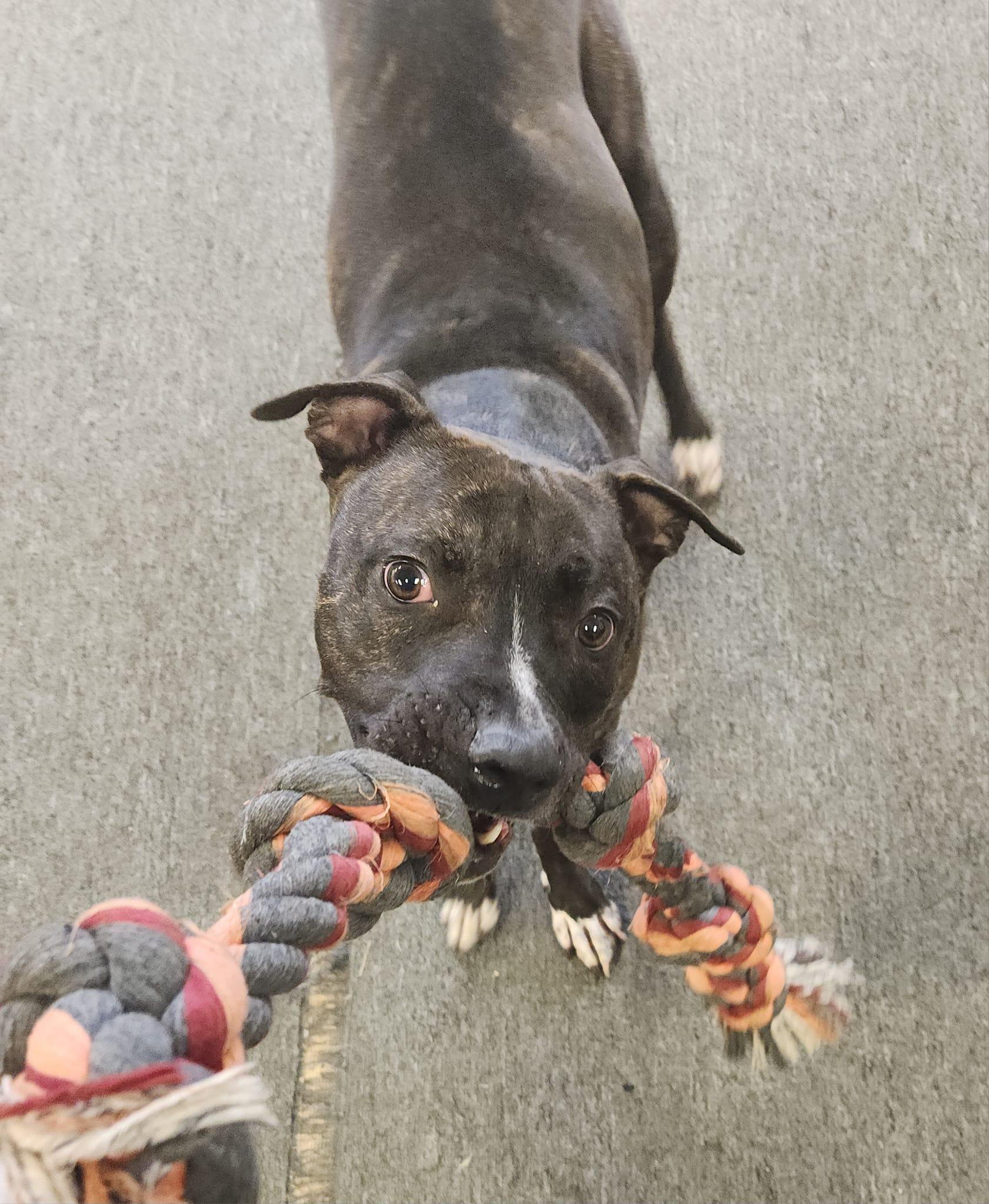 MARVIN - Needs a forever home!, an adoptable Terrier in Birmingham, MI, 48012 | Photo Image 5