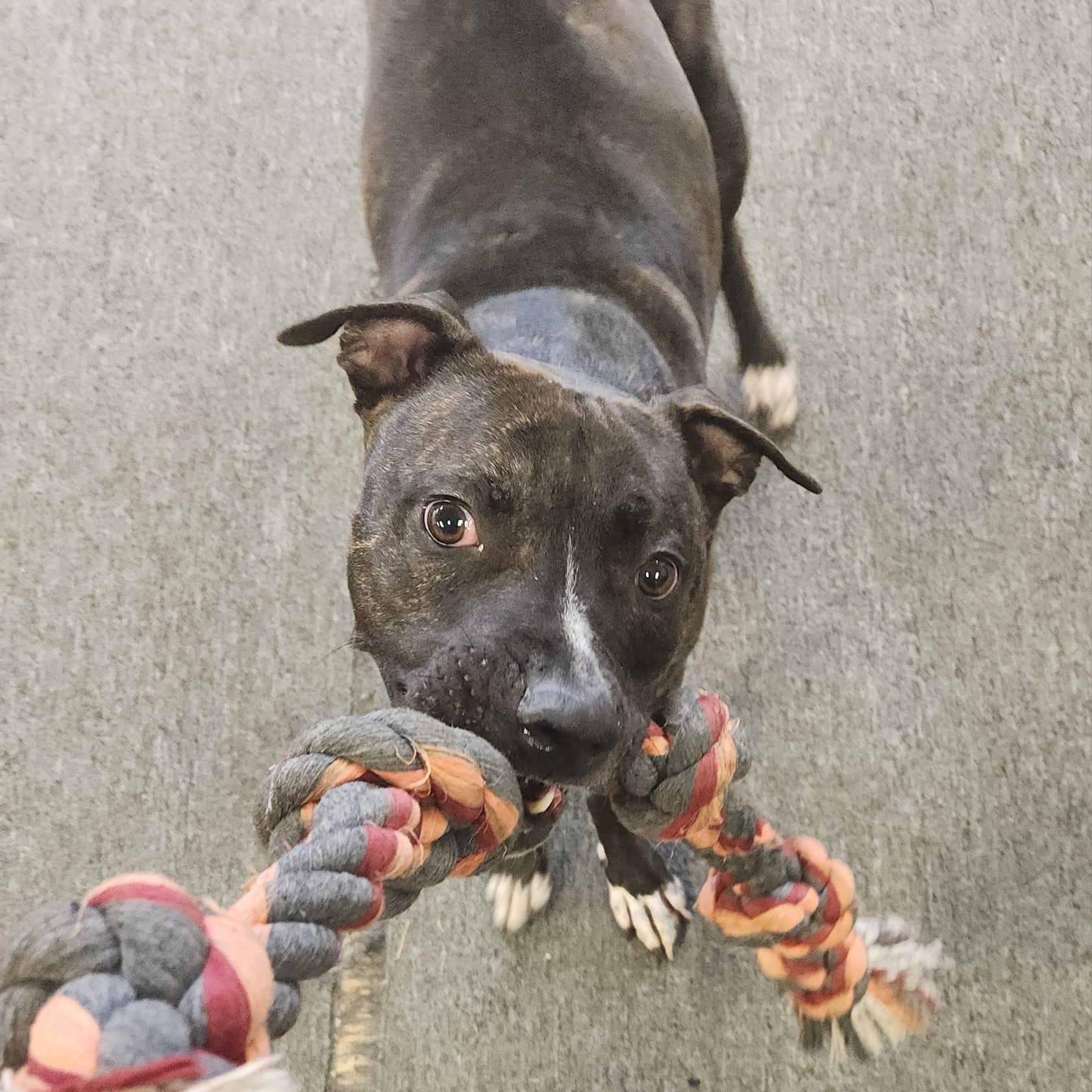 MARVIN - Needs a forever home!, a Adoptable mixed breed in Birmingham, MI image 5/6