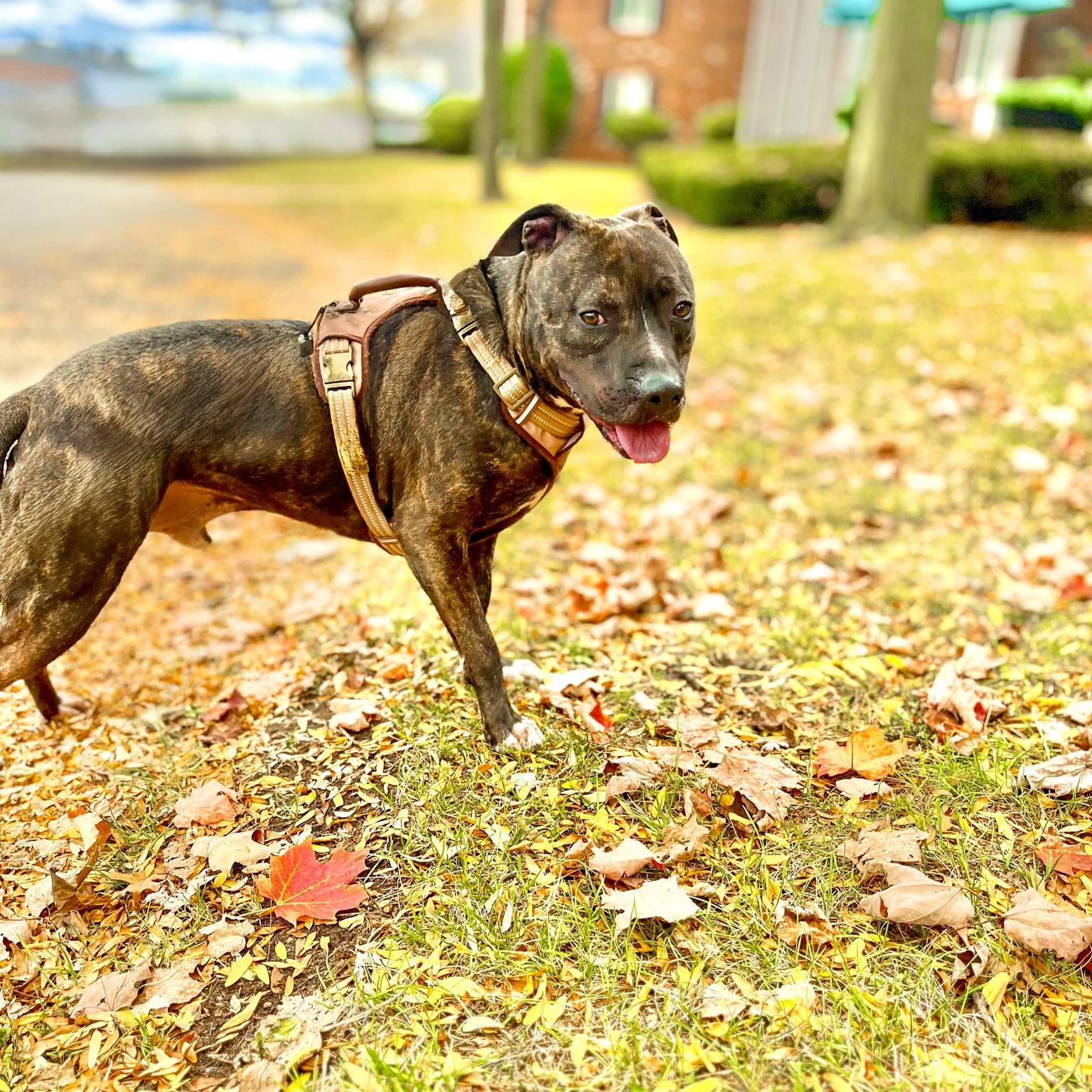 MARVIN - Needs a forever home! — thumbnail 5