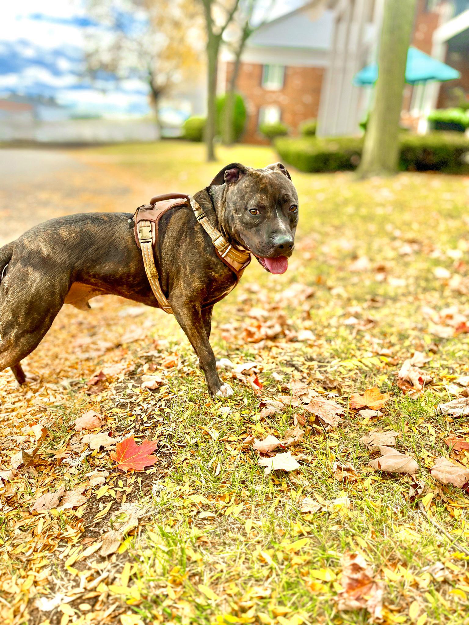 MARVIN - Needs a forever home!, an adoptable Terrier in Birmingham, MI, 48012 | Photo Image 4