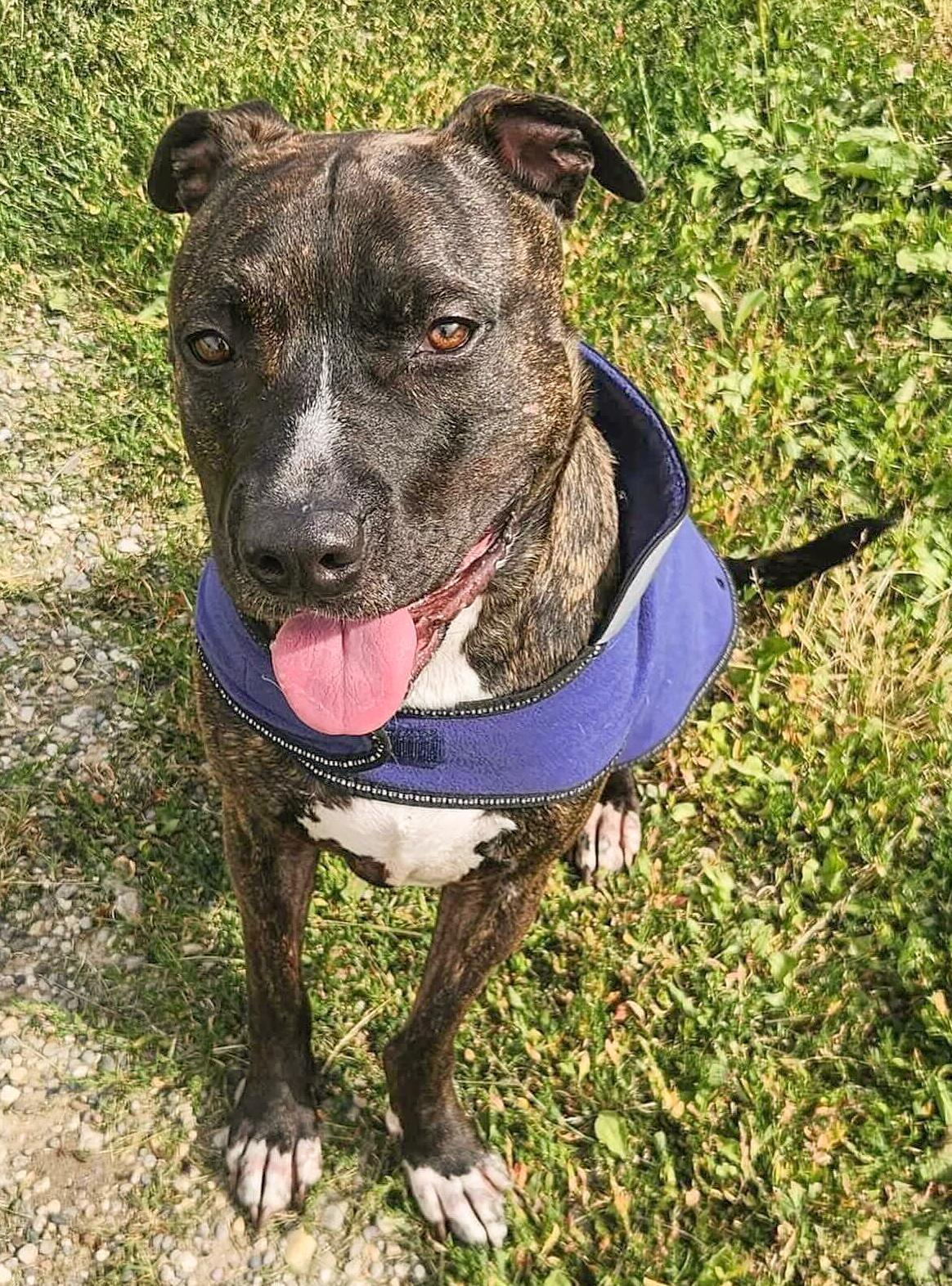 MARVIN - Needs a forever home!, an adoptable Terrier in Birmingham, MI, 48012 | Photo Image 1