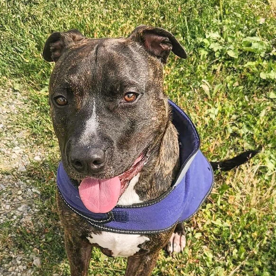 MARVIN - Needs a forever home!, a Adoptable mixed breed in Birmingham, MI image 2/6