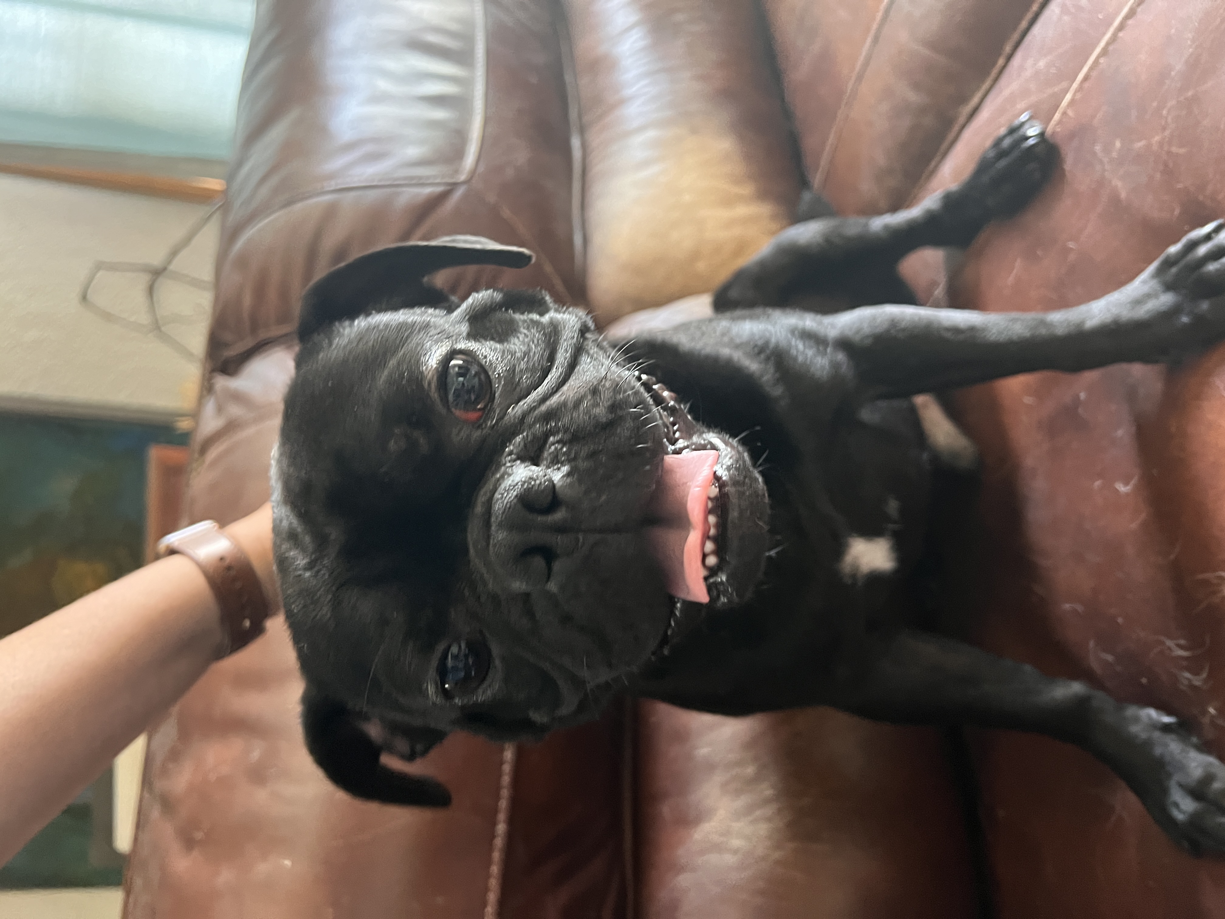 Elvis