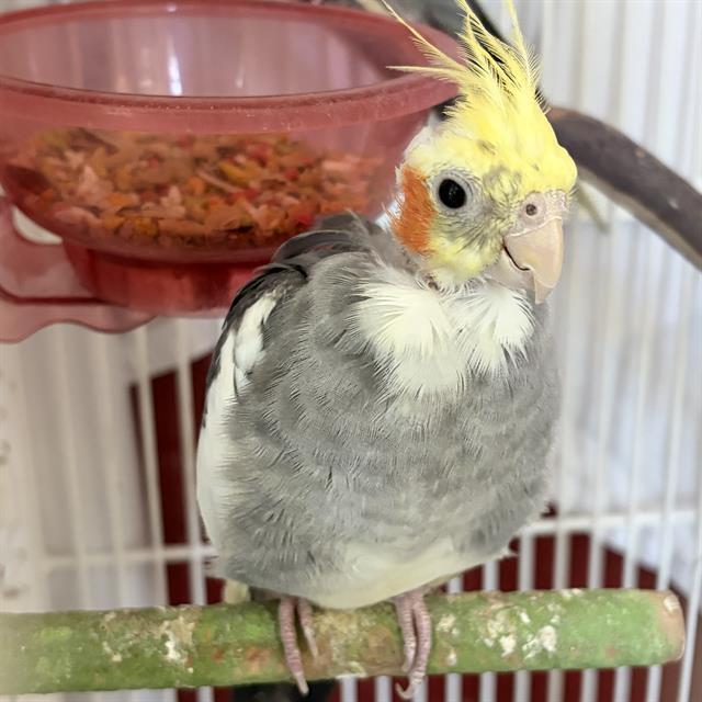 STARLIGHT, Adoptable, Adult Female Cockatiel.