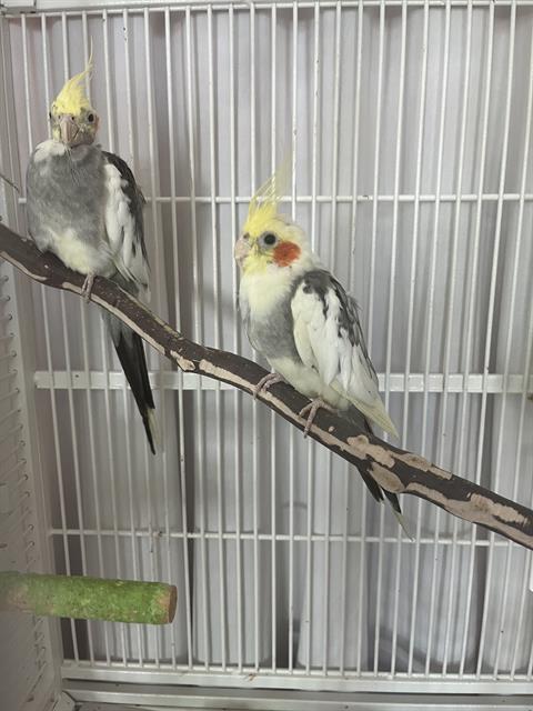 STARLIGHT, Adoptable, Adult Female Cockatiel.