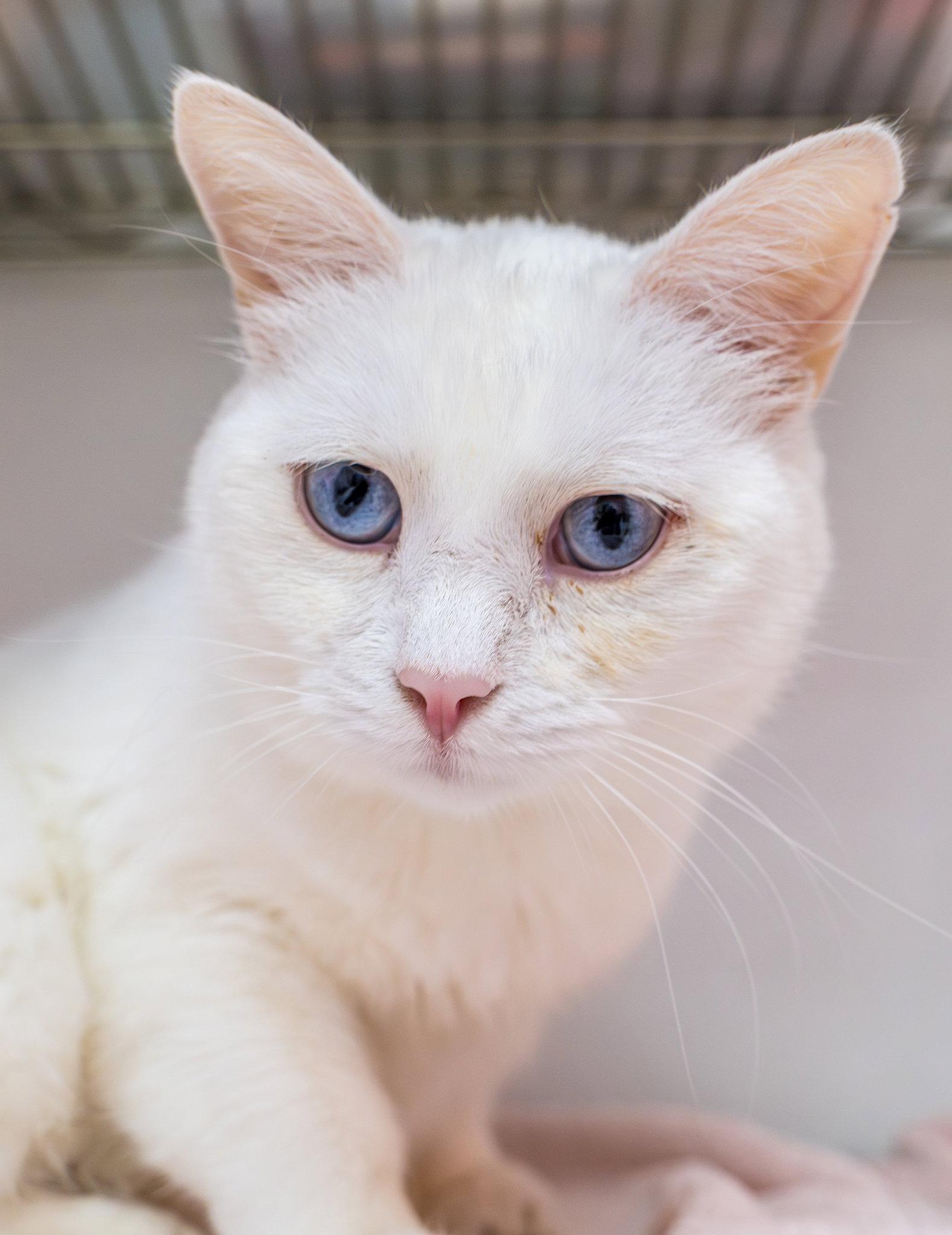 Enlarge Sapphire - KBC, a Adopted Domestic Short Hair in Dublin, OH image 1/3