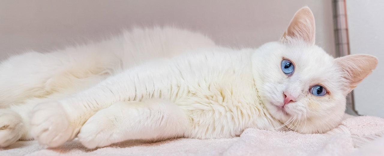 Enlarge Sapphire - KBC, a Adopted Domestic Short Hair in Dublin, OH image 2/3