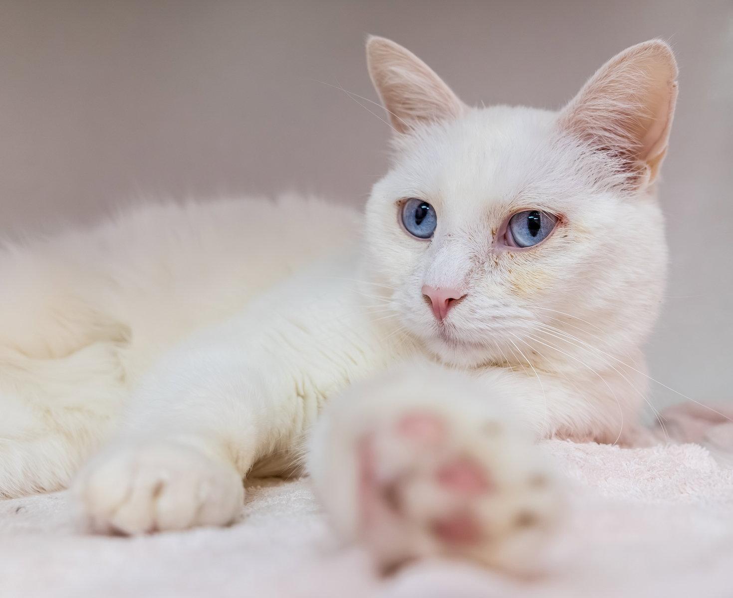 Enlarge Sapphire - KBC, a Adopted Domestic Short Hair in Dublin, OH image 3/3
