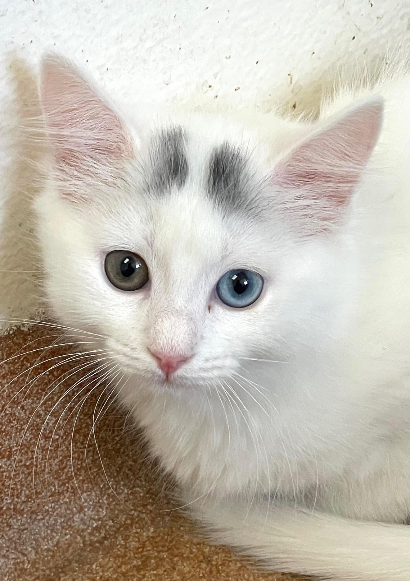 Clara (with sibling)