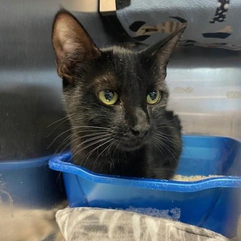 Enlarge Sweet Girl, a ADOPTABLE Domestic Short Hair in Attleboro, MA image 4/4