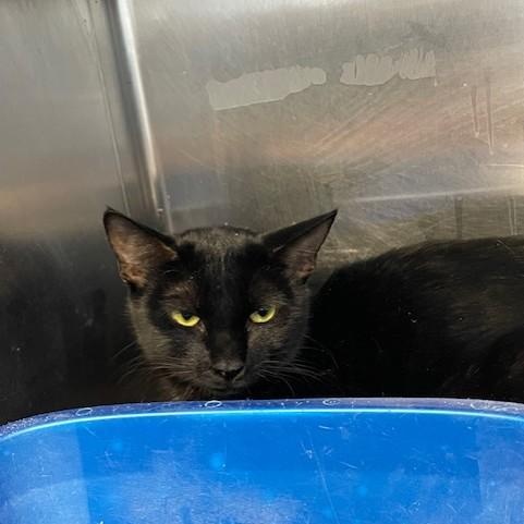 Enlarge Sweet Girl, a ADOPTABLE Domestic Short Hair in Attleboro, MA image 3/4