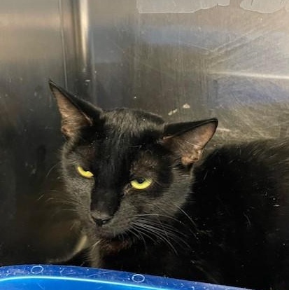 Enlarge Sweet Girl, a ADOPTABLE Domestic Short Hair in Attleboro, MA image 2/4