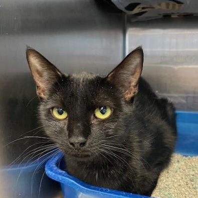 Sweet Girl, ADOPTABLE, Young Female Domestic Short Hair.