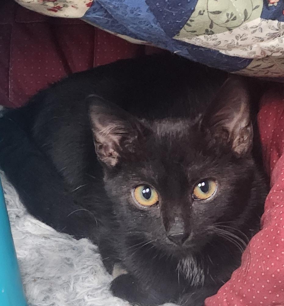 WEDNESDAY, Adoptable, Young Female Domestic Short Hair.