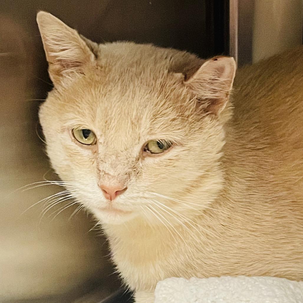 Enlarge Oscar, a Adoptable Domestic Short Hair in Columbia Station, OH image 1/3