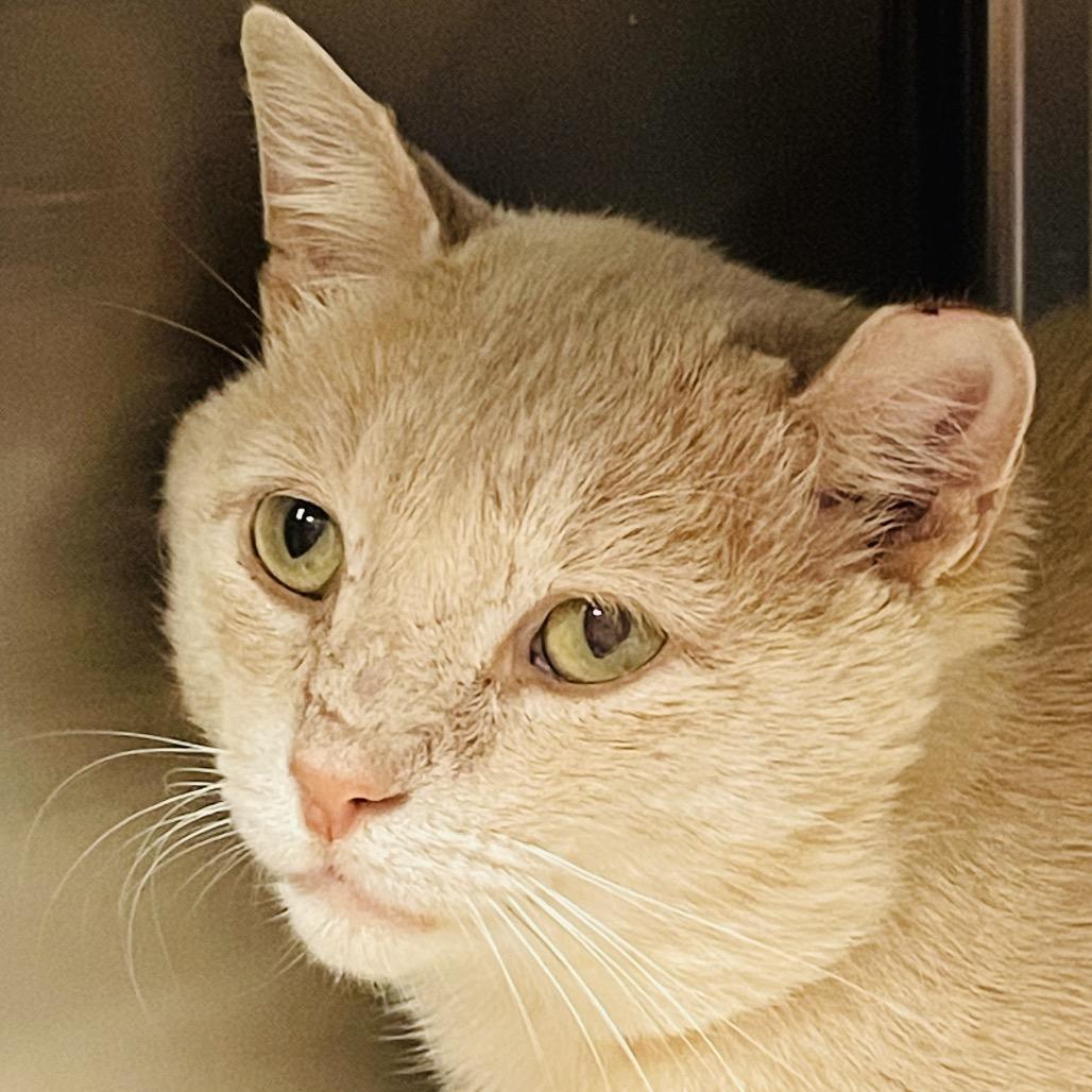 Enlarge Oscar, a Adoptable Domestic Short Hair in Columbia Station, OH image 2/3