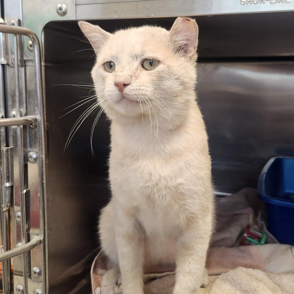 Enlarge Oscar, a Adoptable Domestic Short Hair in Columbia Station, OH image 3/3