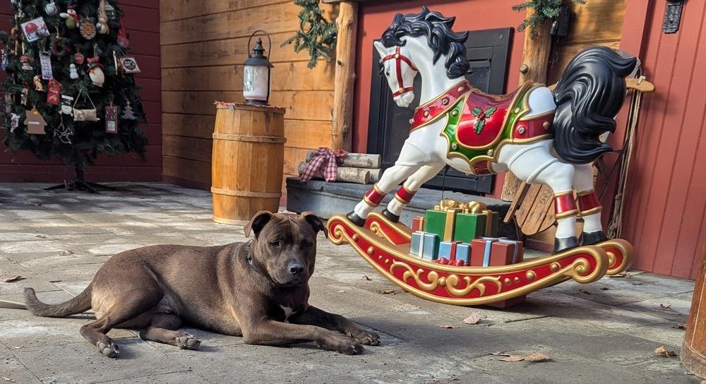 Enlarge Cupid, a Adoptable mixed breed in Norfolk, MA image 1/2