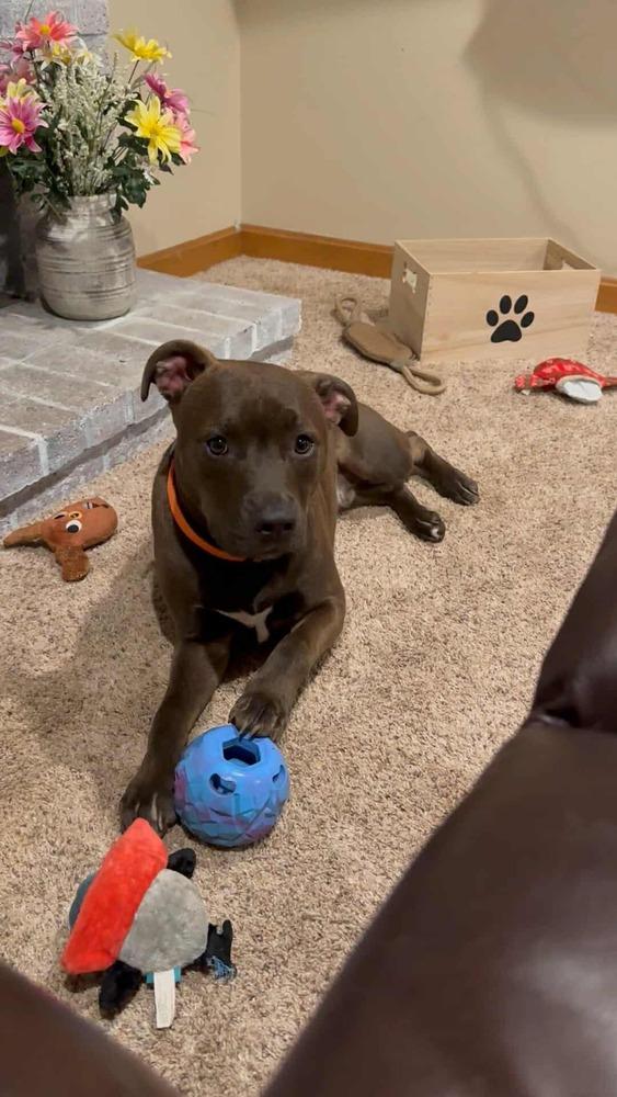 Enlarge Cupid, a Adoptable mixed breed in Norfolk, MA image 2/2