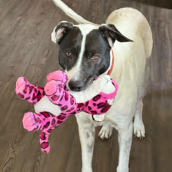 Bear (Bonded Pair w/ Harli), Adoptable, Senior Male Border Collie.