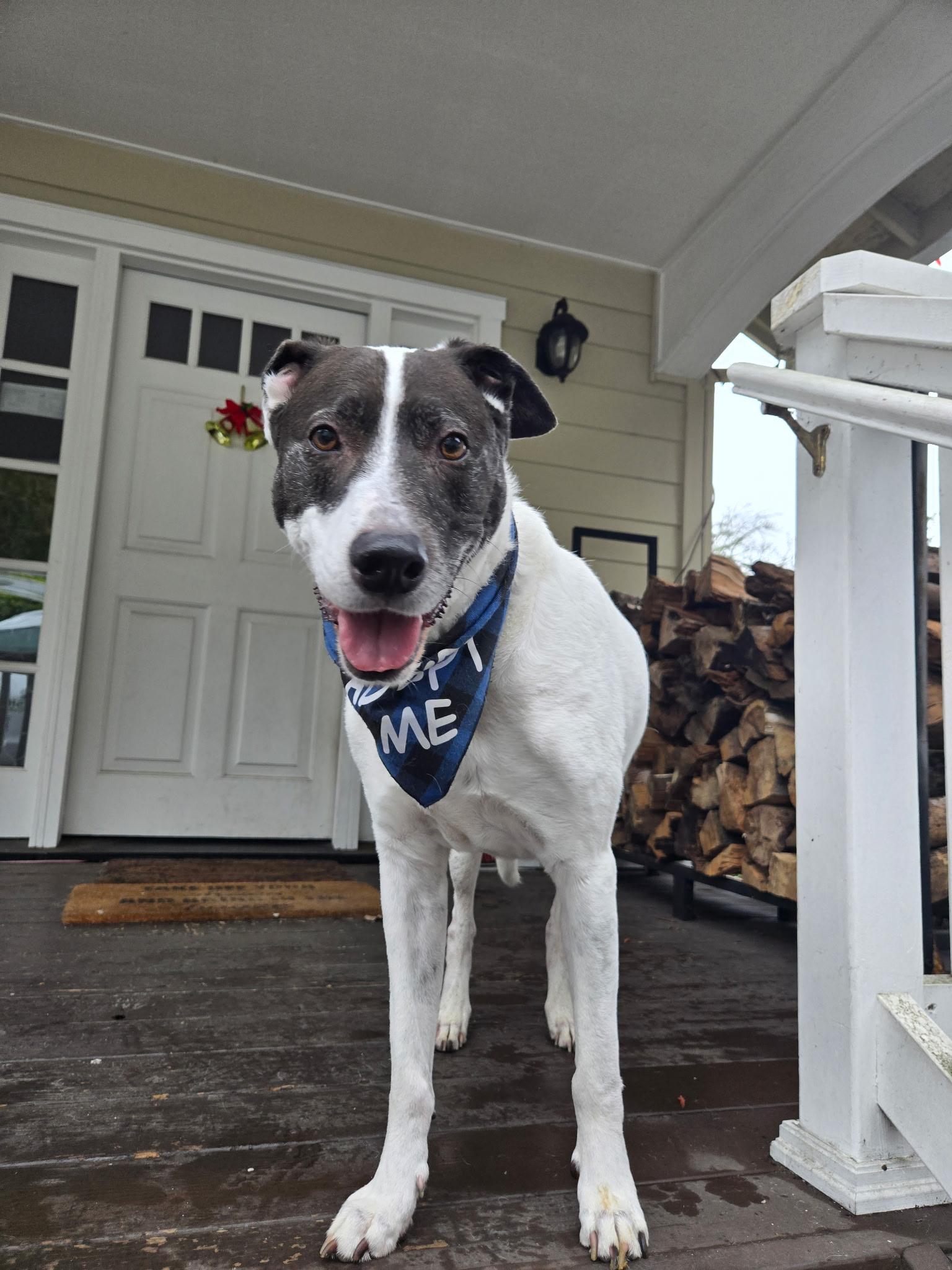 Bear (Bonded Pair w/ Harli), Adoptable, Senior Male Border Collie.