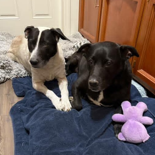 Bear (Bonded Pair w/ Harli), a Adoptable mixed breed in Petaluma, CA image 2/2