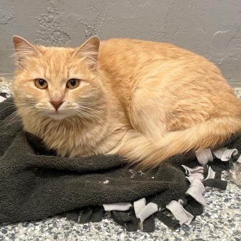 Enlarge Florence, an adopted mixed breed in Antioch, CA image 2/2