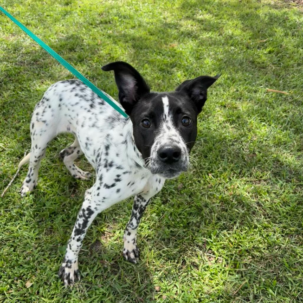 Enlarge Sparky, a Adoptable mixed breed in Valdosta , GA image 1/1