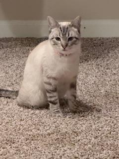 Astrid, a Adoptable mixed breed in Parlier, CA image 1/4