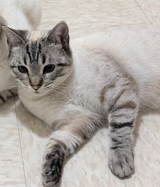 Astrid — thumbnail 3