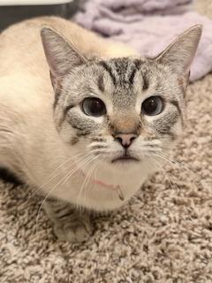 Astrid, a Adoptable mixed breed in Parlier, CA image 3/5