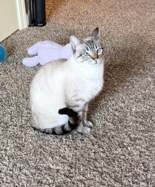 Astrid — thumbnail 4