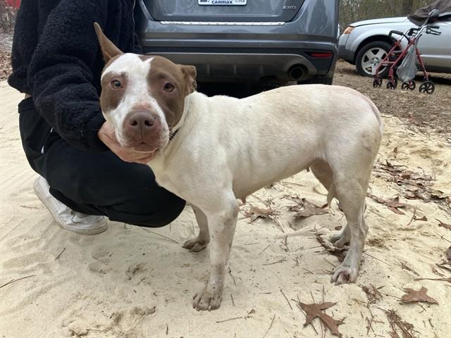 Enlarge ROXXIE, a Adoptable Pit Bull Terrier in Lexington, SC image 1/1