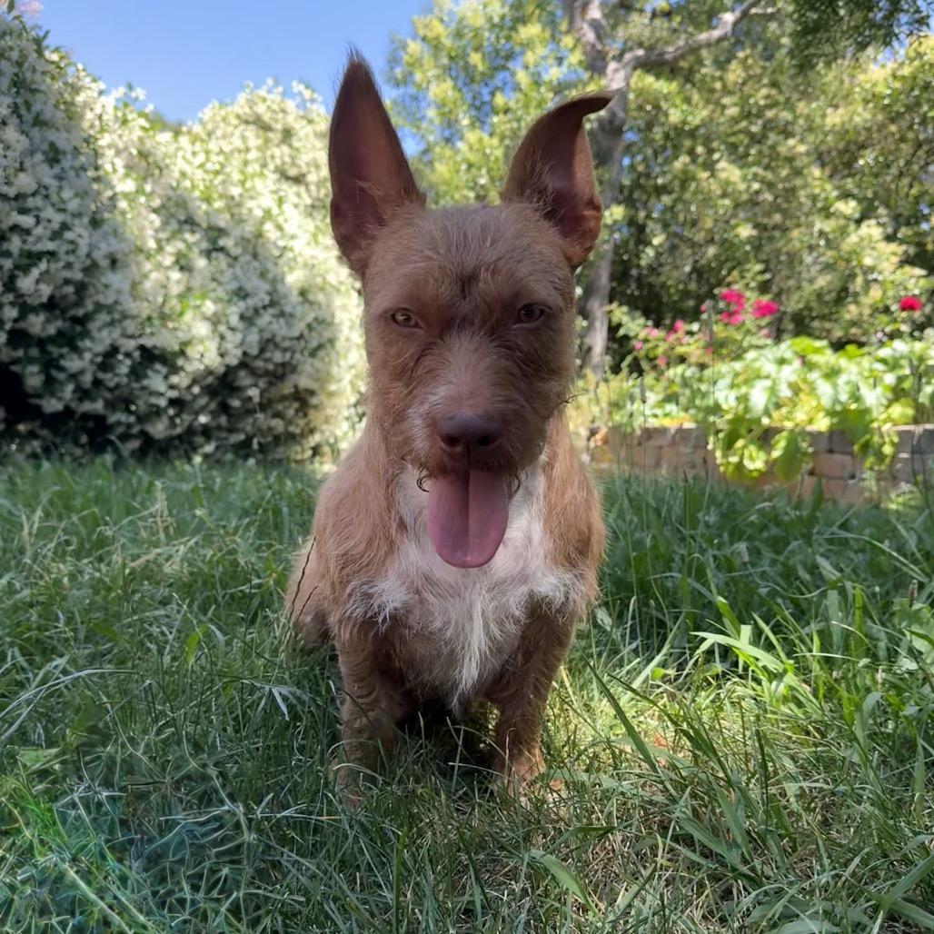 Sweetheart, Adoptable, Adult Female Wire Fox Terrier & Wirehaired Dachshund.