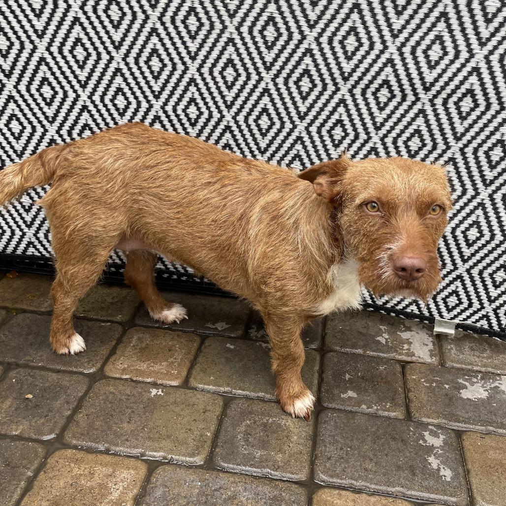 Enlarge Sweetheart, a Adoptable mixed breed in Chico, CA image 2/6