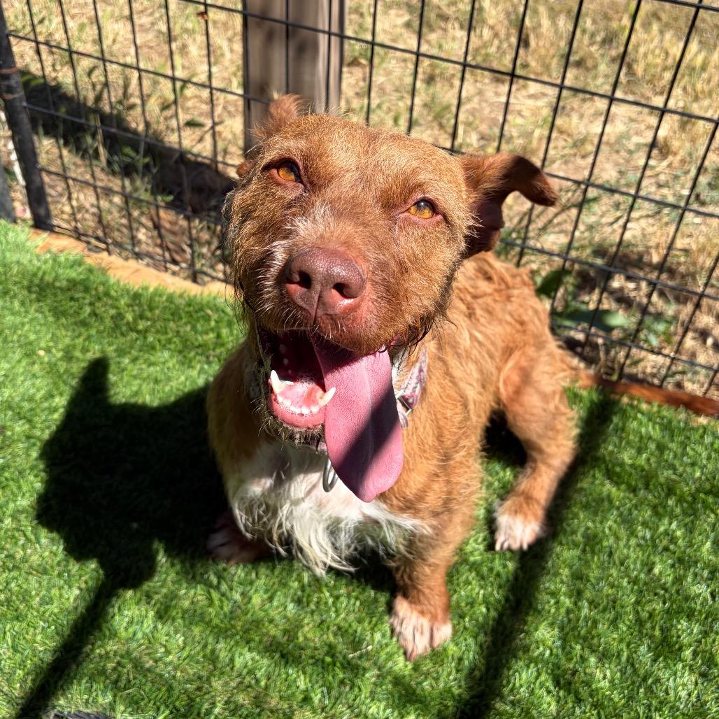 Enlarge Sweetheart, a Adoptable mixed breed in Chico, CA image 3/6