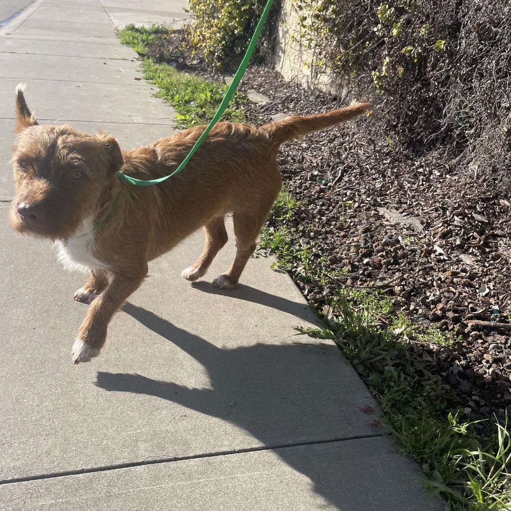 Enlarge Sweetheart, a Adoptable mixed breed in Chico, CA image 4/6