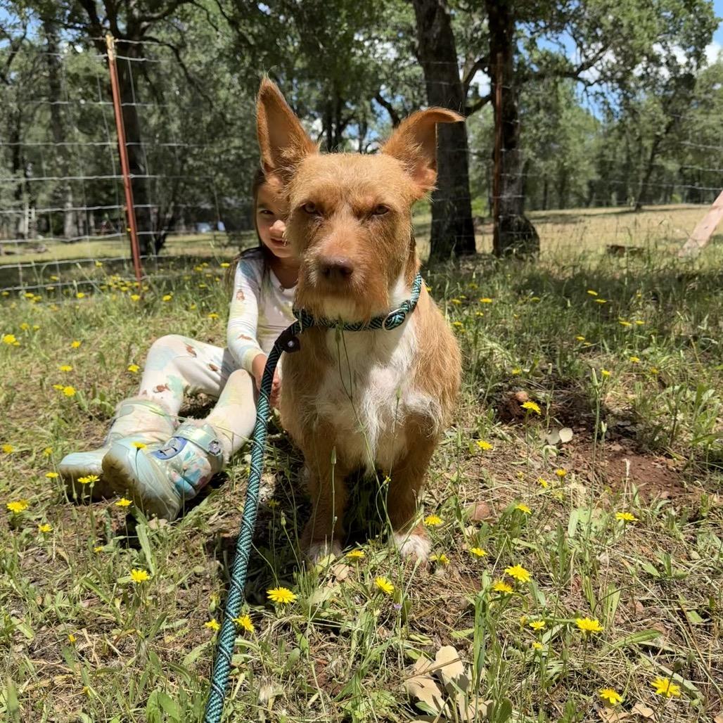 Enlarge Sweetheart, a Adoptable mixed breed in Chico, CA image 5/6