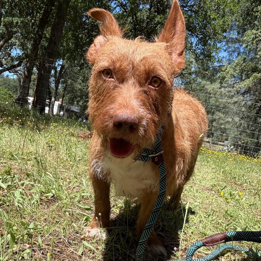 Enlarge Sweetheart, a Adoptable mixed breed in Chico, CA image 6/6
